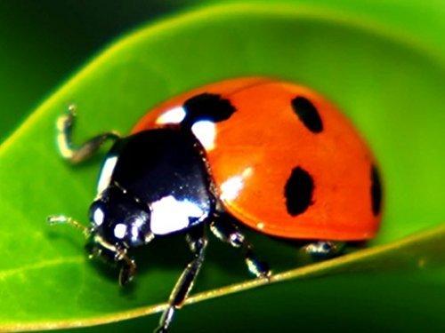 18,000 Live Ladybugs - Good Bugs - Ladybugs - Guaranteed Live Delivery! by Bug Sales