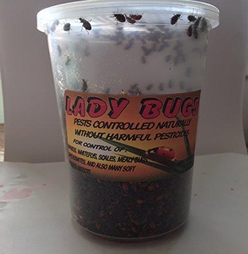 3000 Live Ladybugs - Good Bugs - Ladybugs - Guaranteed Live Delivery by Bazos (3000)