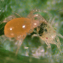 2,000 Live Adult Predatory Mites Packed in a 16 oz container - P. persimilis a Predatory Mite Species for Spider Mite Control - Ships Next Business Day!