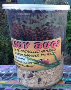 3000 Live Ladybugs - Good Bugs - Ladybugs - Guaranteed Live Delivery by Bazos (3000)